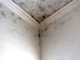 Best Black Mold Removal  in Sylva, NC